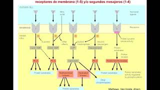 Mecanismos de Acción Hormonal - Digestivo, Renal y Endócrino