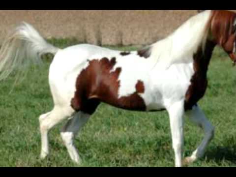 Tito Simon- Only The Lonely Know