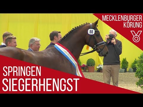Siegerhengst | Springen | Hickstead White x Chacco Blue | Mecklenburger Körung 2018 |