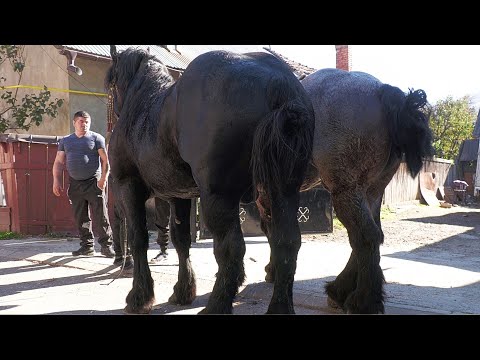 Armăsarii lui Vasile Boca de la Gura Humorului - Suceava 2022