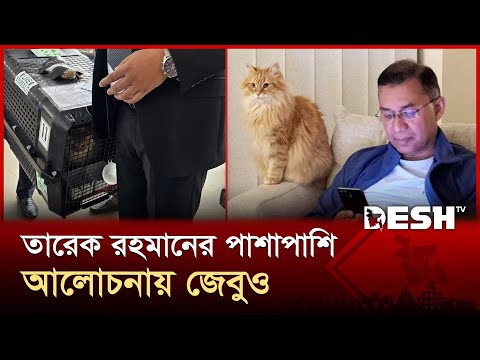 তারেক রহমানের পোষা বিড়াল জেবু, সামাজিক মাধ্যমে ভাইরাল! | Tarique Rahman | Jebu | Desh TV