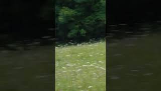 Lance a corzo. Corzo del norte #caza #corzo