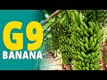 G9 Banana Variety Grand Nain Banana Variety Best Banana Variety Banana Farming Cultivation