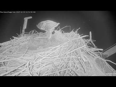 Great Horned Owl invades Osprey nest after attacking in the middle of the night