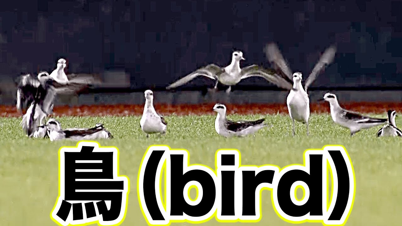 【乱入騒ぎ!?】最終回『招かれざる客登場で 一時試合が止まる…』