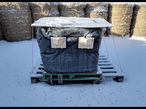 Wrapping Honeybees for a Saskatchewan Winter