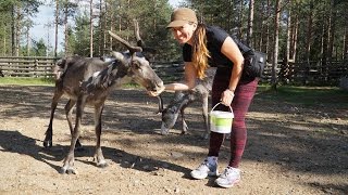 REINDEER HIGH FIVE - FINLAND