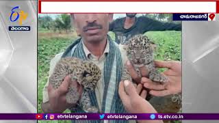 Karnataka | Leopard Cubs Spotted Karnataka Farmer | చేరుకుతోటలో దొరికిన చిరుత కూనలు