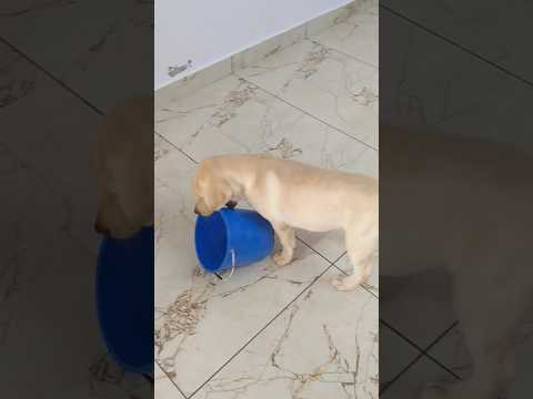 Neela bucket 🪣 #dog #youtubeshorts #shortvideo #shortsfeed