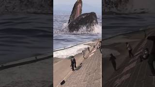 Download lagu Panik ! ikan Paus Besar Muncul mp3