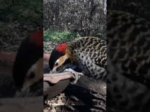 Birdday 093 Carpintero real Torcacita 2907 25