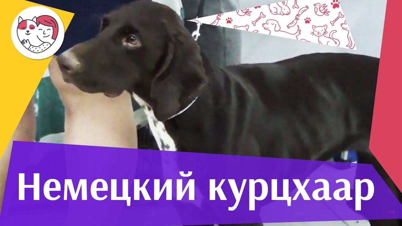 Немецкий курцхаар на ilikepet. Особенности породы, уход