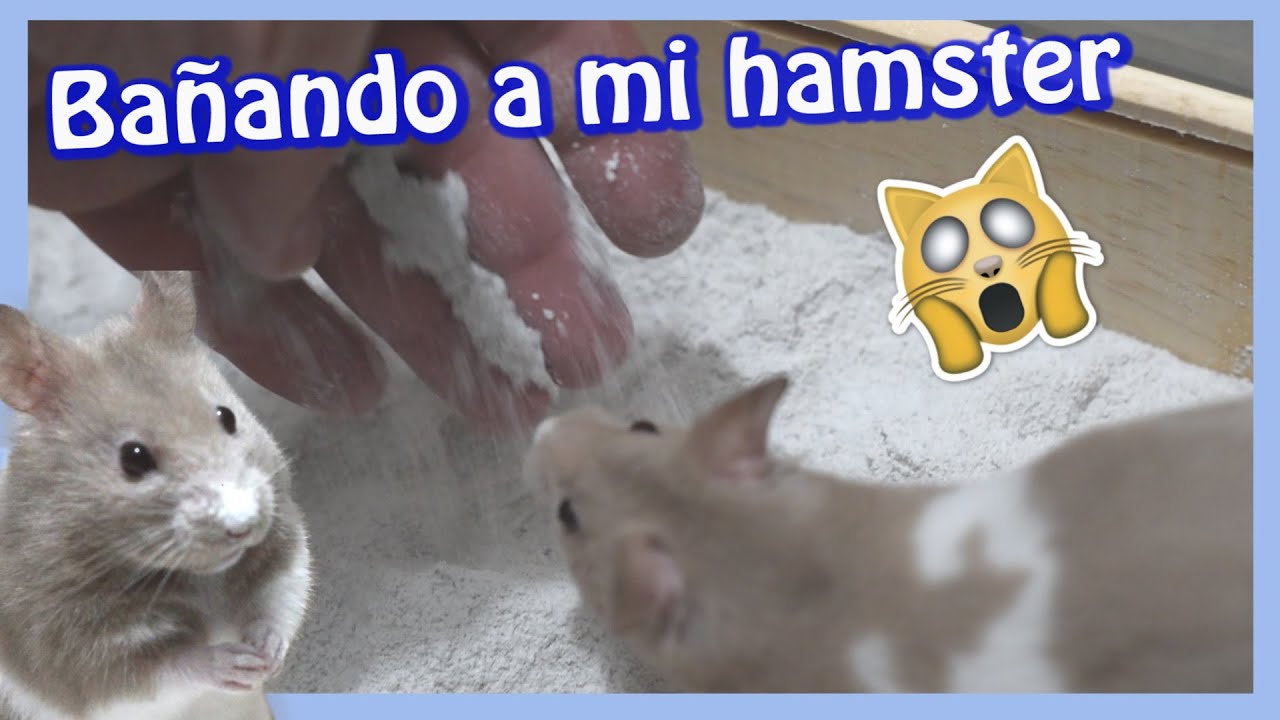 Cómo bañar a mi Hámster con Arena de CHINCHILLA