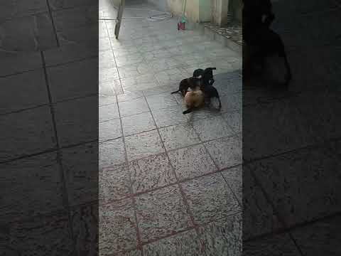 Cachorros santistas deitando e rolando com o corintiano kazim