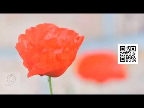 Oração do Coração - Alex Polari