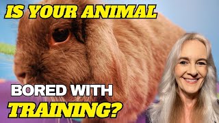 Can Animals Get “Bored” with Training? AKA Keeping Training “Fun”