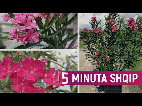 Nëse i keni në shtëpi hiqni menjëherë, këto janë 6 bimët e rrezikshme!