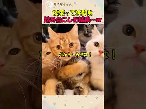 欲張って仲間を踏み台にした結果…ｗ