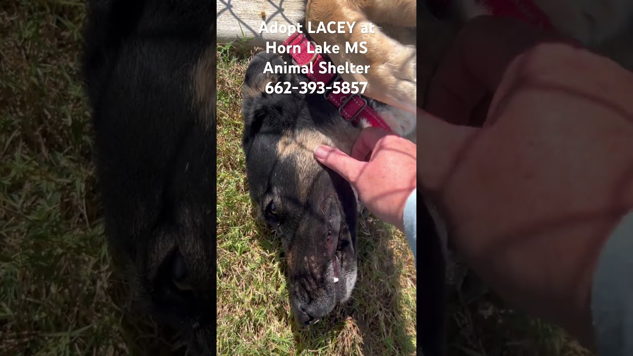 Enlarge Lacey, a Adoptable mixed breed in Horn Lake, MS video 6/6