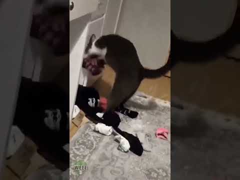 Cat funny video !