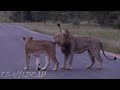Vuyela Brother Mating With River Pride Lioness During The Floods