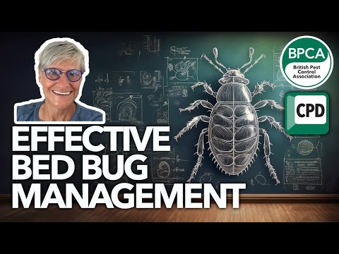 Effective bed bug management strategies