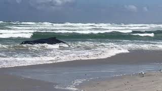 preview picture of video 'Whale beached at Yzerfontein South Africa'