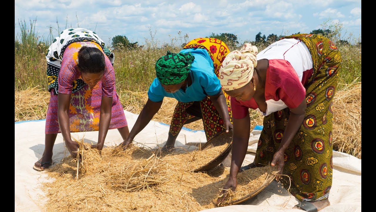 Professionalising the Rice Sector in Tanzania