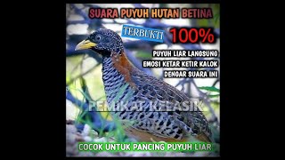Download lagu SUARA Puyuh Hutan Betina || Bikin Musuh Emosi dan Ketar Ketir Mendekat. mp3