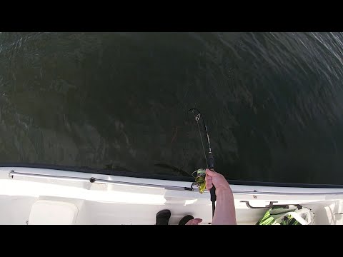 Kalastus - Hauet hurjalla syönnillä matalassa + isoja säyneitä