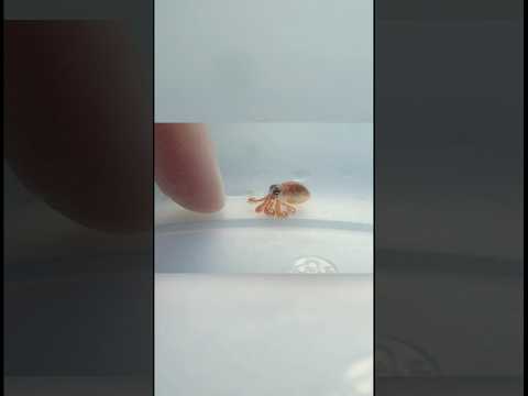 Animals you Not Seen as Babies 😊 @iRavenShorts #shorts