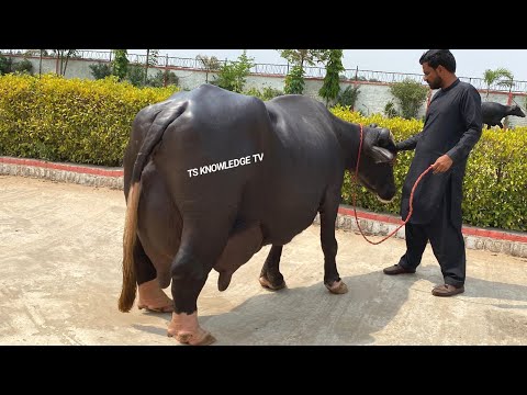 Top Nili Ravi Dairy Buffaloes of Haji Ghulam Fareed II Abdullah Dairy and Cattle Farm