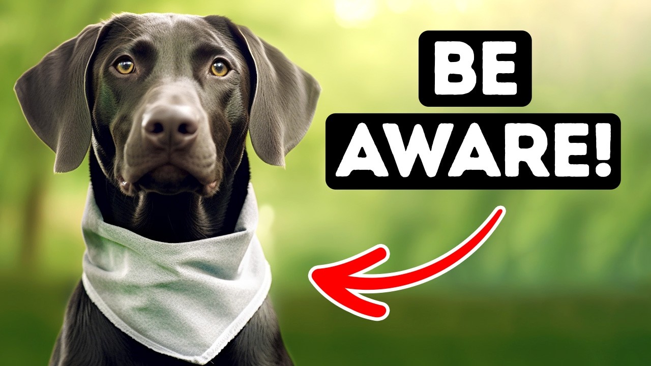 If a Dog Is Wearing This Bandana, Stay Away