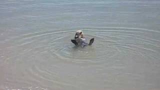 preview picture of video 'Moss Landing Sea Otters'