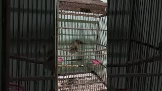 Download lagu burung kaso kaso gacor mp3