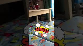 今日の、らにとぽんず。2018. 11.6 today's my kitty