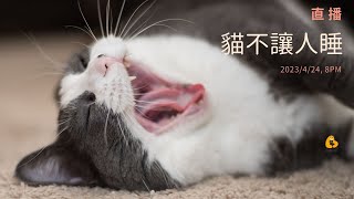 Re: [問題/行為] 貓咪半夜又跑酷  by 貓談社4/24