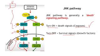 JNK pathway