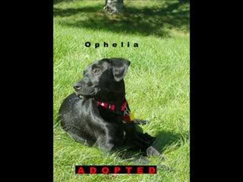 Silver Dragon Pets - Adopted Pets