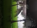 Thanjavur Agriculture Paddy