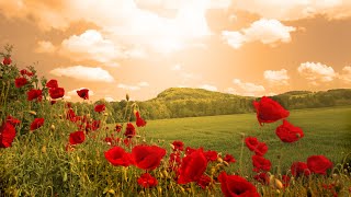 אזמרה | תוכנית בשידור חי! לימוד בספרי רבי נתן מברסלב זיע"א (הרב ברוך זרובבל) - התמונה מוצגת ישירות מתוך אתר האינטרנט יוטיוב. זכויות היוצרים בתמונה שייכות ליוצרה. קישור קרדיט למקור התוכן נמצא בתוך דף הסרטון