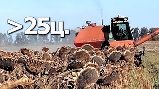 РЕКОРД!!! Подсолнух