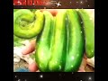 12 Big Miracle Of Allah Islam Trending Viral Shorts Ytshorts Yt Youtubeshorts Video