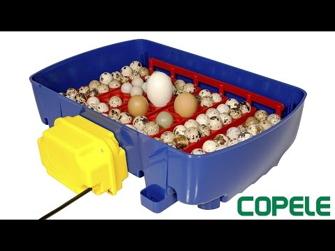 Slide 1 - Copele Real 24 Automatic Incubator (video)