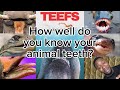 How Well Do You Know Your Animal Teeth