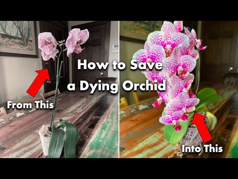 , title : 'How to Save a Dying Orchid'