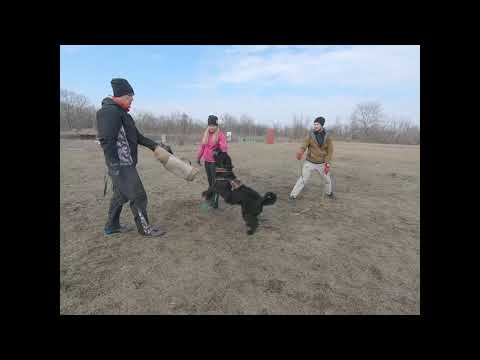 Nev Lemar Banzay vs Максим Карнаух