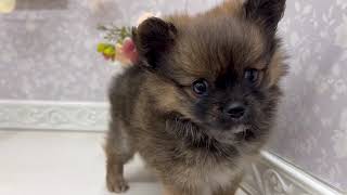 ハーフ犬の動画01