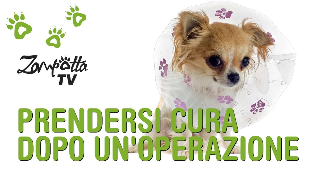 Watch Now Come prendersi cura del cane dopo un'operazione - Body post operatorio per cani Come prendersi cura del cane dopo un'operazione - Body post operatorio per cani