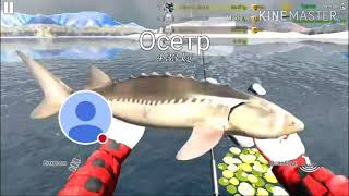 Ultimate fishing simulator ловля осетра